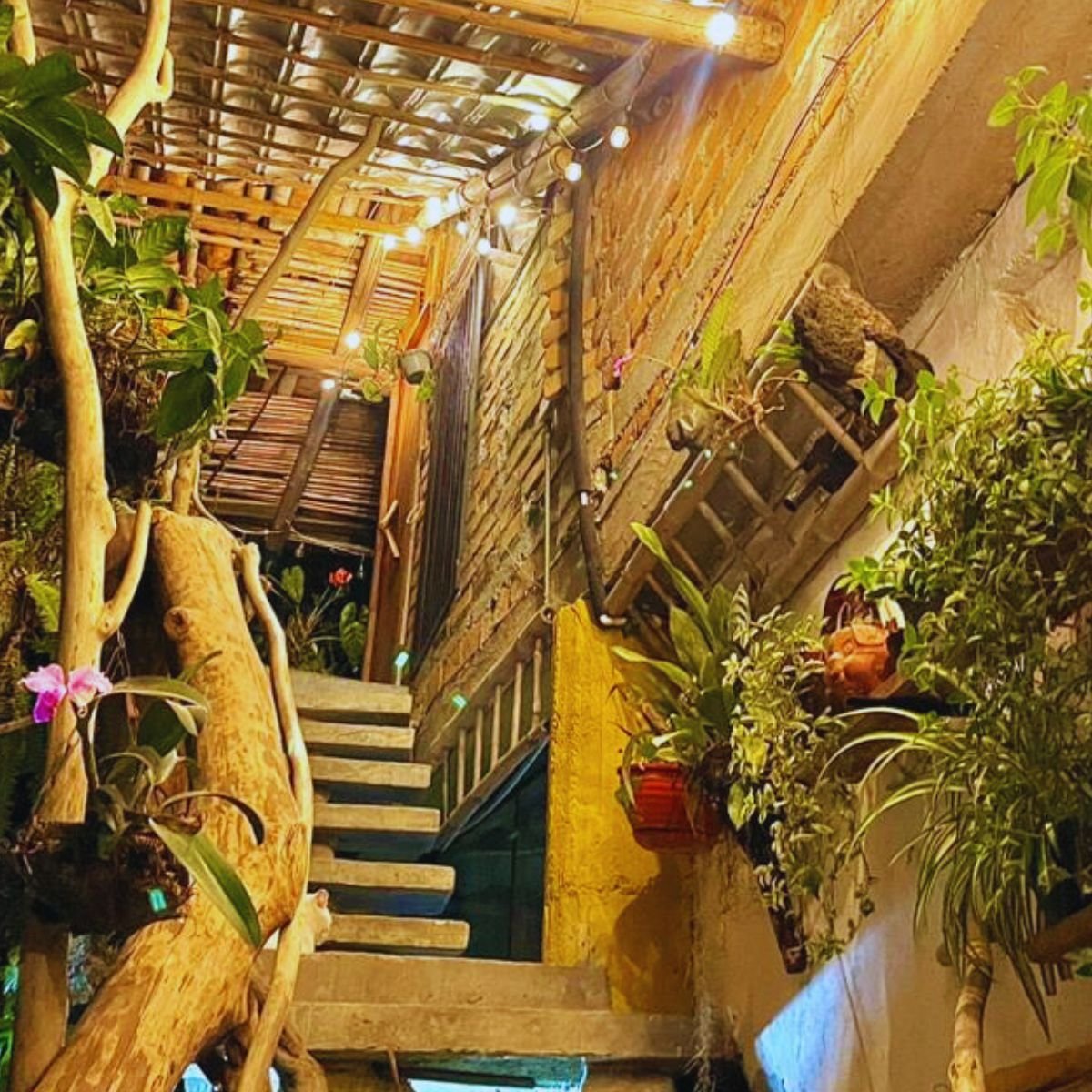 hotelcasatarzan-sanagustin-centro